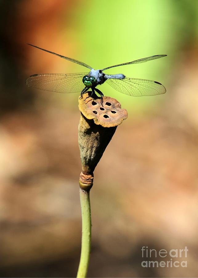 Helicopter Photograph - Blue Mosquito Hunter by Sabrina L Ryan