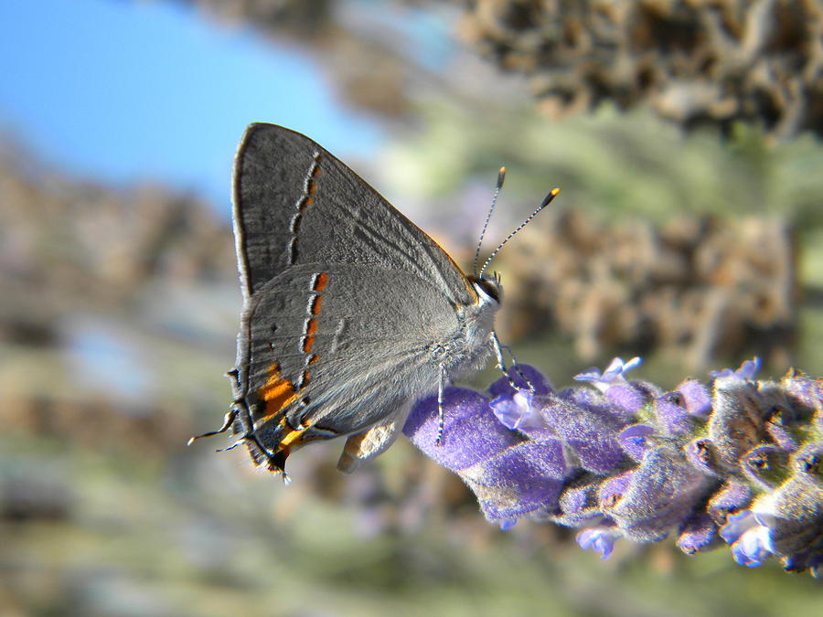 Blue Moth Photograph by Eric Johansen