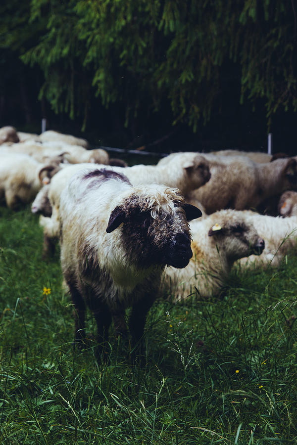 Sheep Photograph - Blue Mountain Sheep by Pati Photography