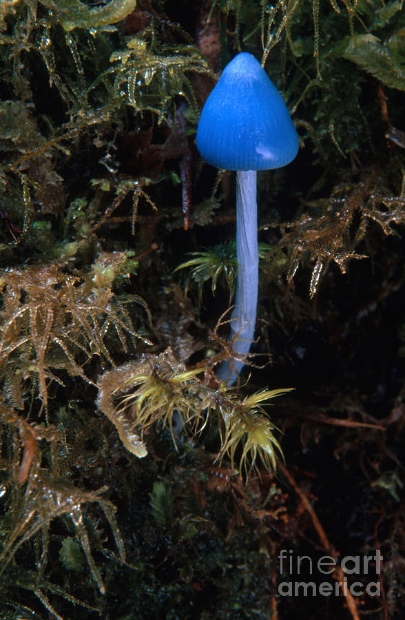 Blue Mushroom Photograph by Geoffrey Bryant