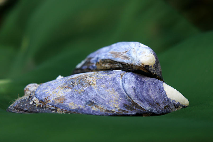 Blue Mussel Photograph by Jolly Van der Velden