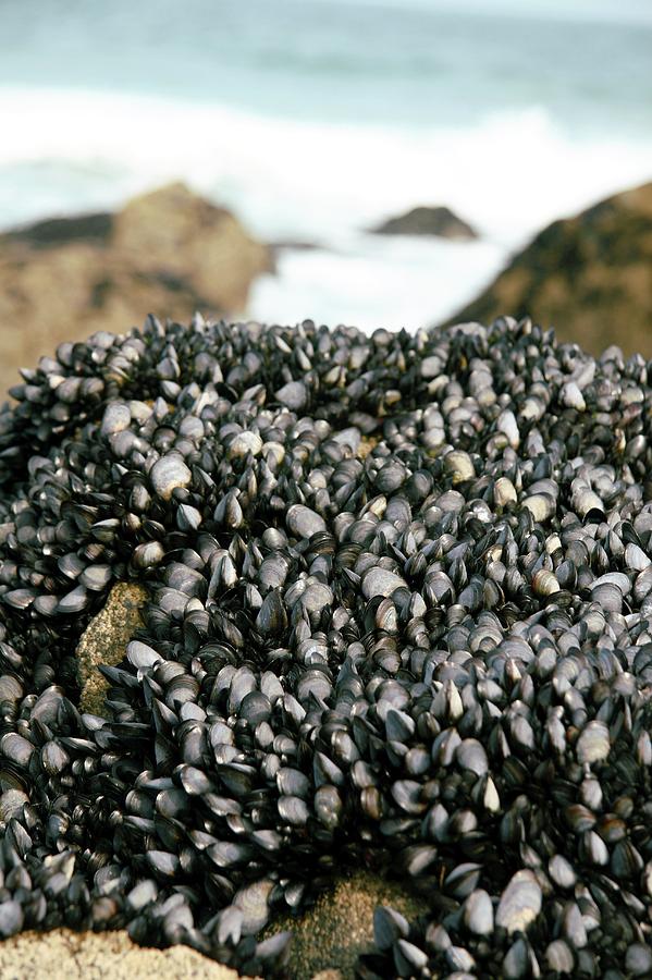 Shell Photograph - Blue Mussels (mytilus Edulis) by Chris Dawe/science Photo Library
