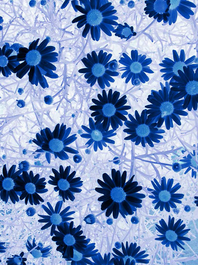 Blue Daisies Digital Art - Blue Mystical Daisies  by Sandra Foster