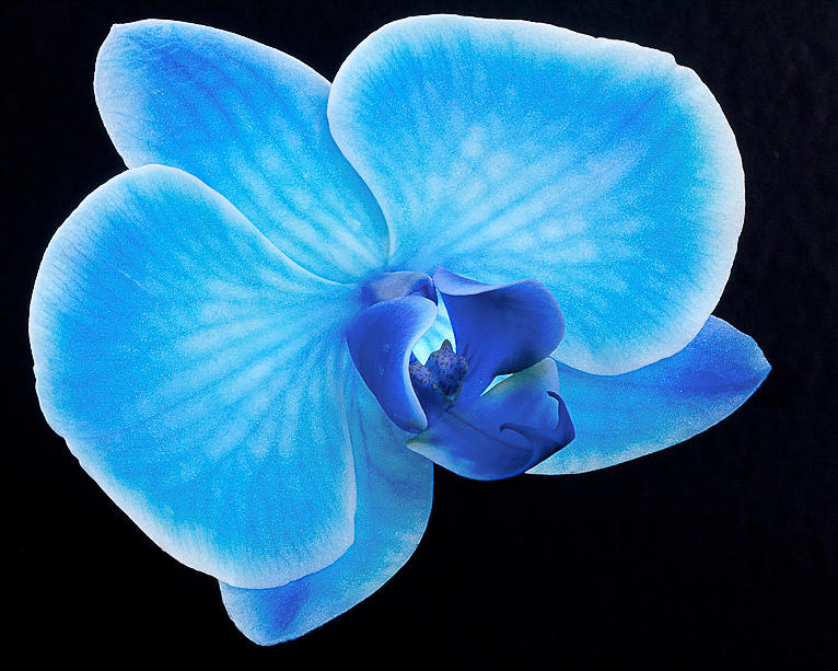 Blue Mystique Orchid on Black Photograph by David Williams - Pixels