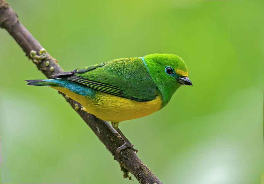 Blue-naped Chlorophonia Photograph by Juan Jose Arango - Fine Art America