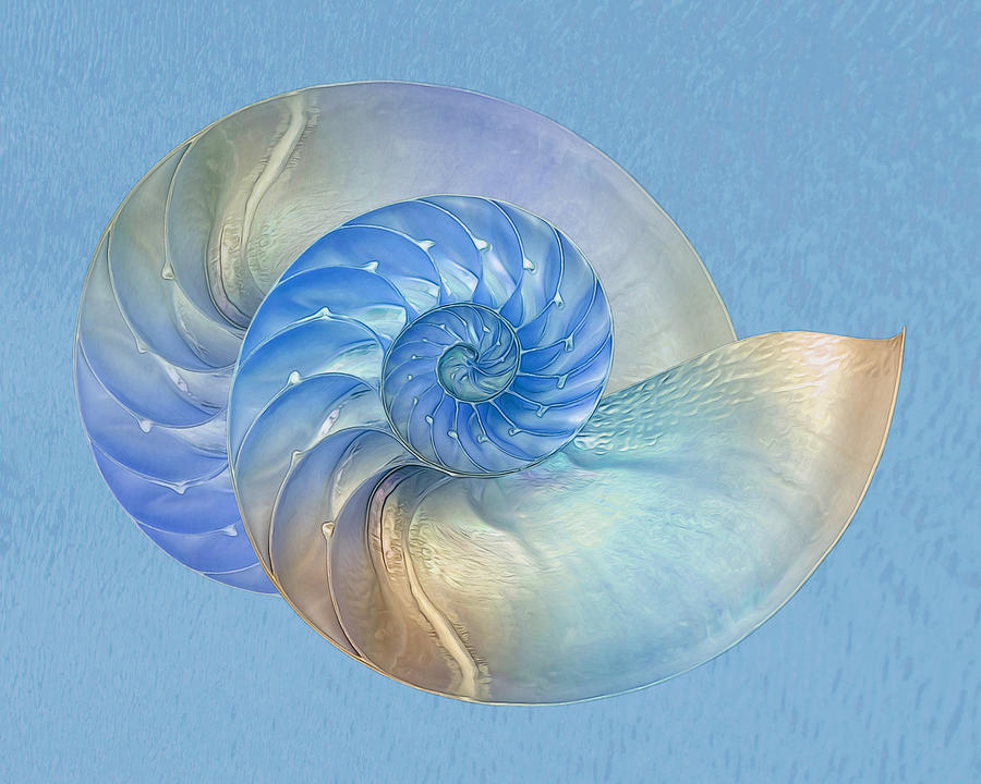 Blue Nautilus Pair - Horizontal Photograph by Gill Billington