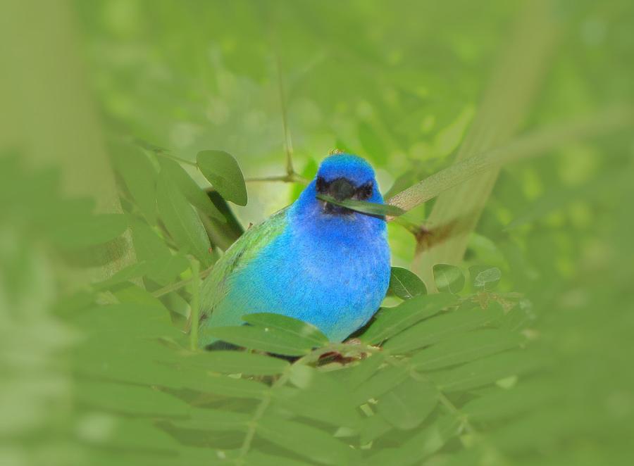 Blue Nesting Bird Photograph by MTBobbins Photography