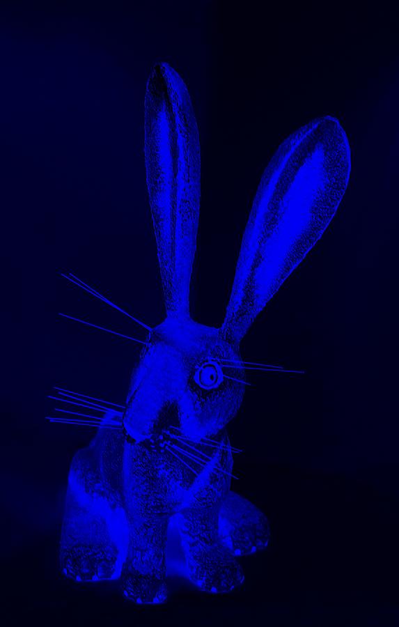 Blue New Mexico Rabbit Photograph by Rob Hans