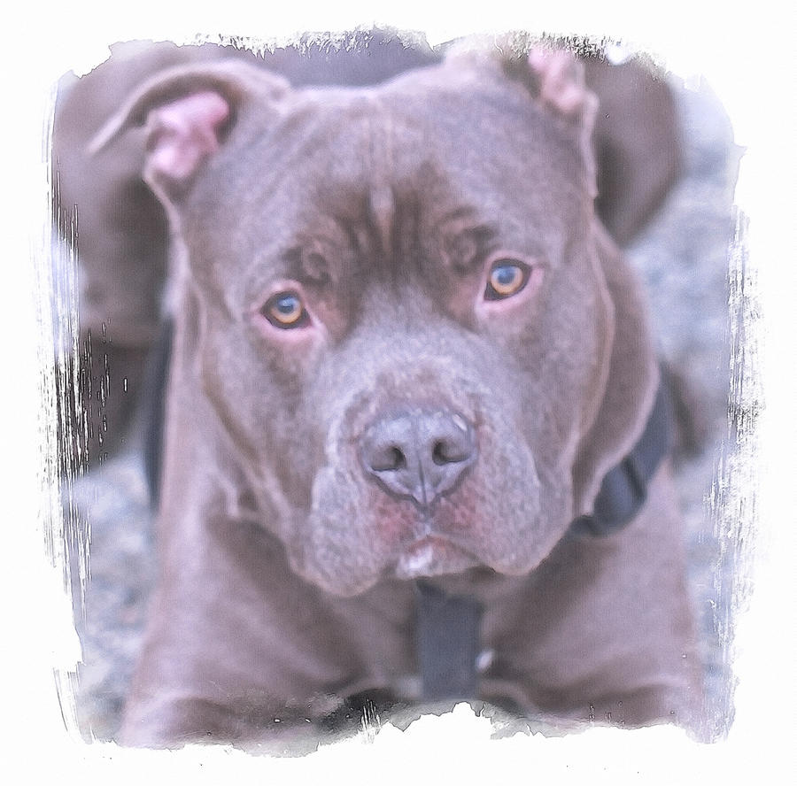 Blue Nose Pit Bull Photograph by Constantine Gregory