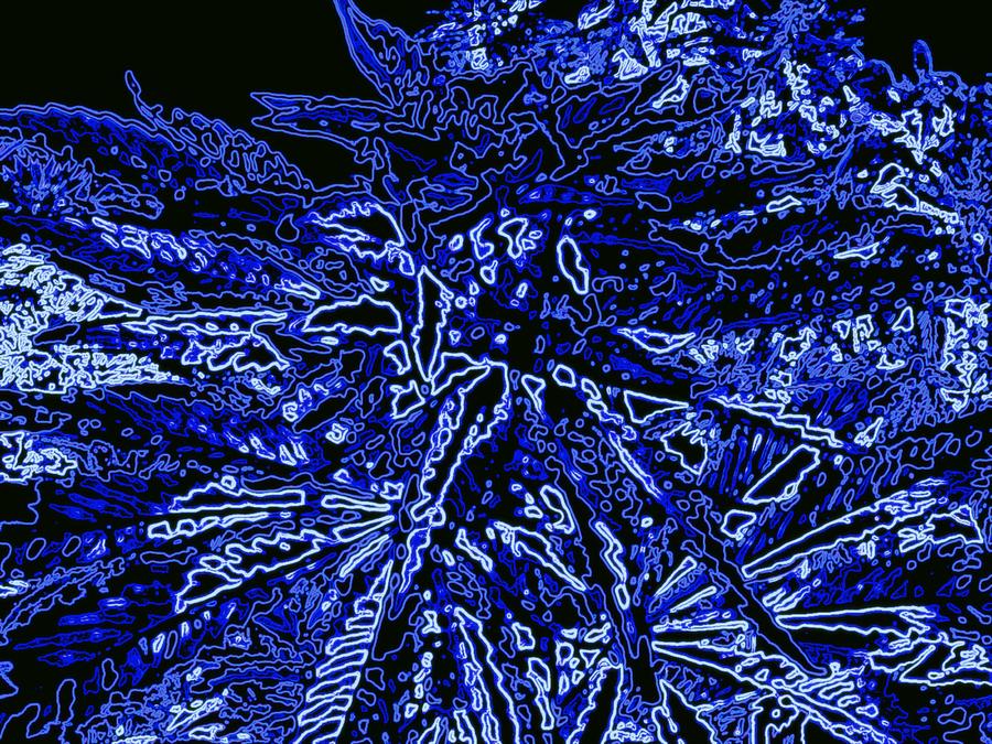 Flowers Still Life Photograph - Blue on Black Cannabis Bud by David Munoz