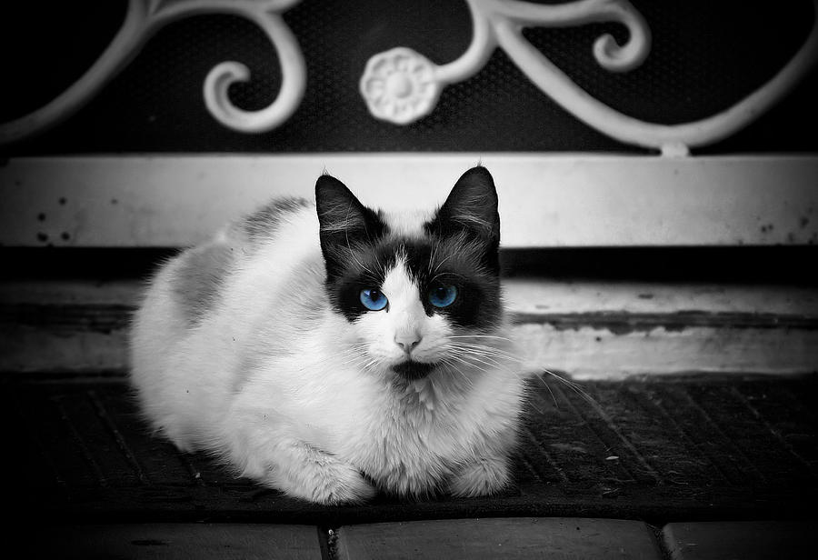 Blue on Black Photograph by Karen Scovill