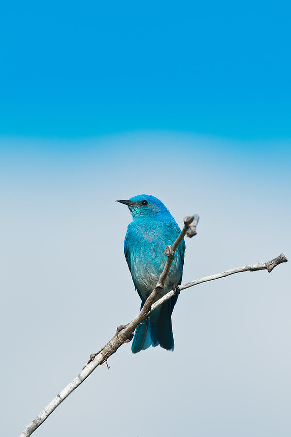 Blue on White Photograph by Sam Parks - Fine Art America