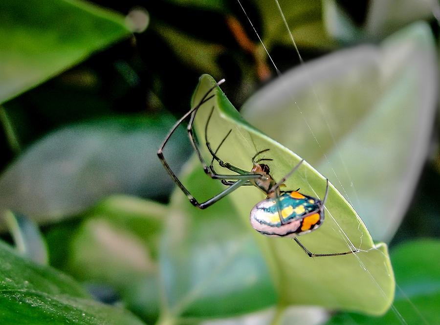 Spider Photograph - Blue Orbweaver by TK Goforth
