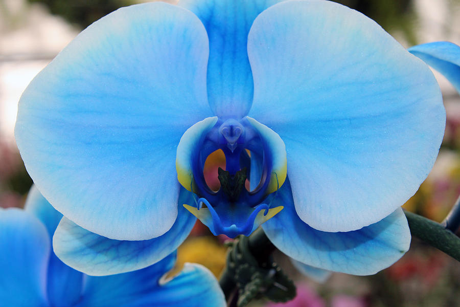 Blue Orchid 1 Single Photograph by Valerie Longo - Fine Art America