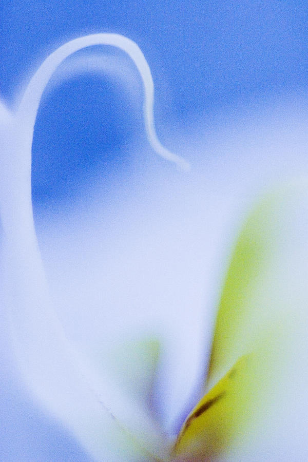 Blue Orchid Abstract Photograph