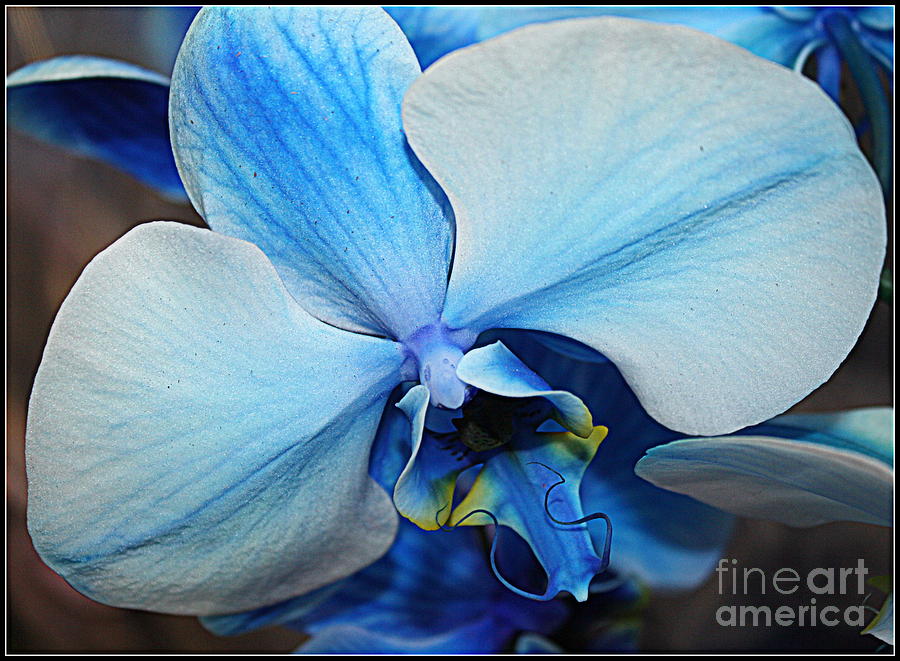Blue Orchid Photograph by Dora Sofia Caputo