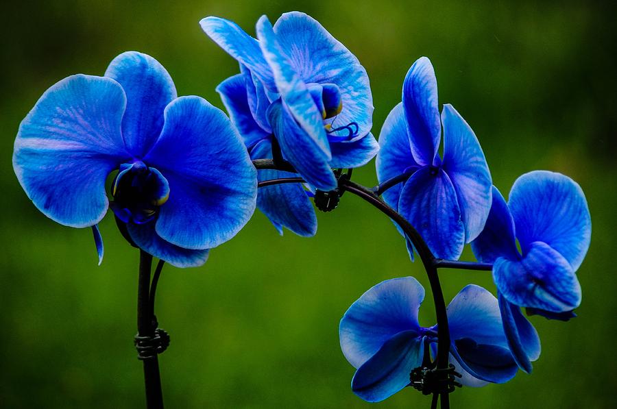 Blue Orchid  Photograph by Gerald Kloss