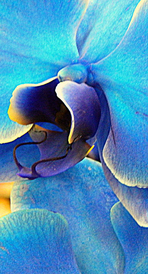 Blue Orchid Macro Photograph by Kathy Barney