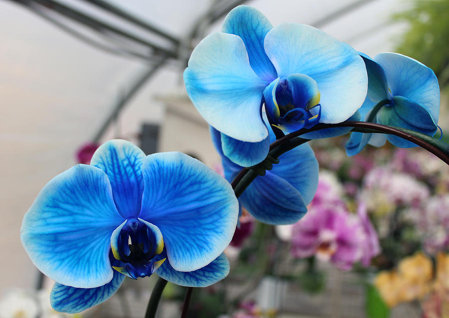 Blue Orchid Multi Photograph by Valerie Longo | Fine Art America