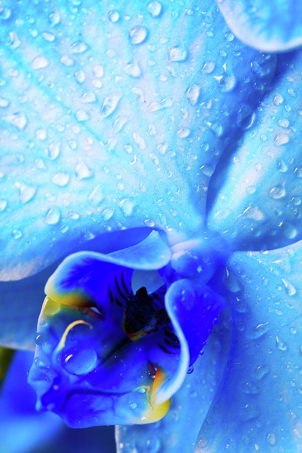 Blue Orchid Photograph by Neoblues