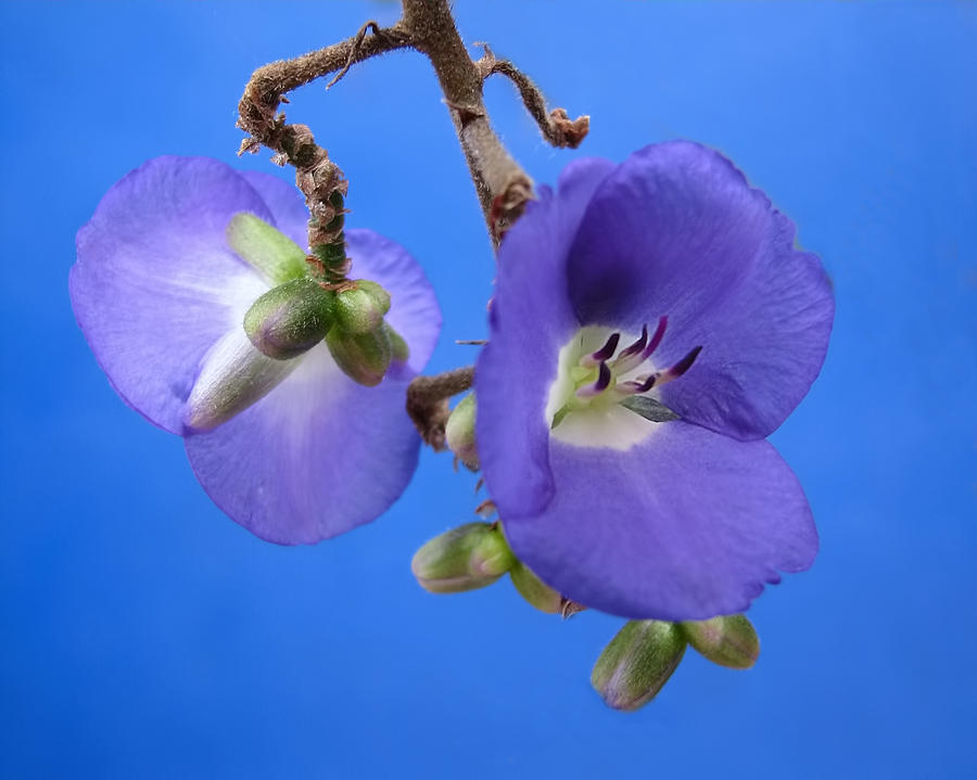 Blue Orchid Photograph by Rudy Umans