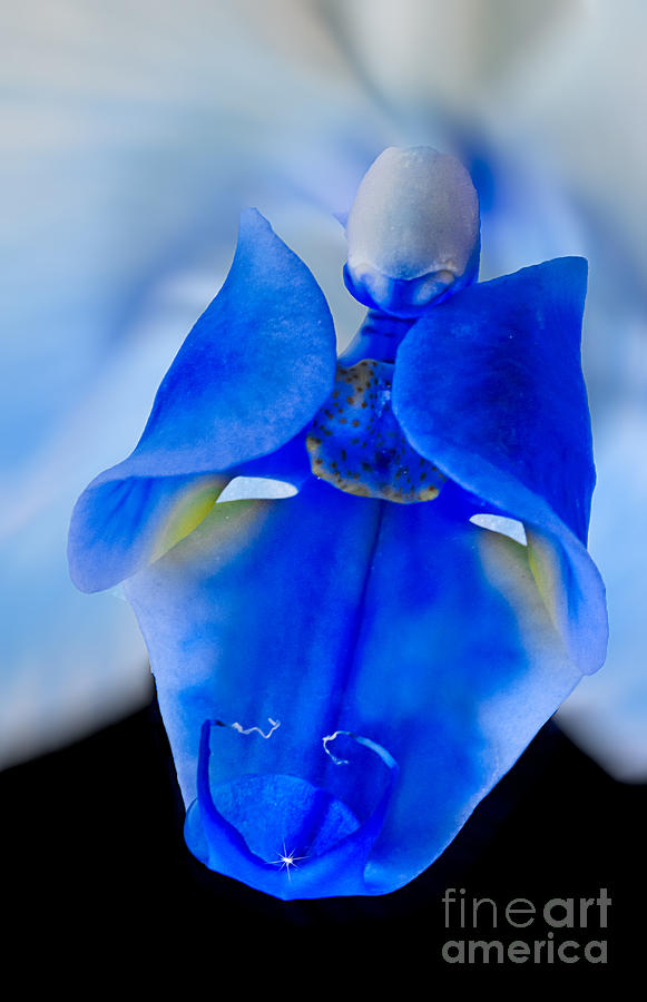 Blue Orchid Photograph by Susan Candelario