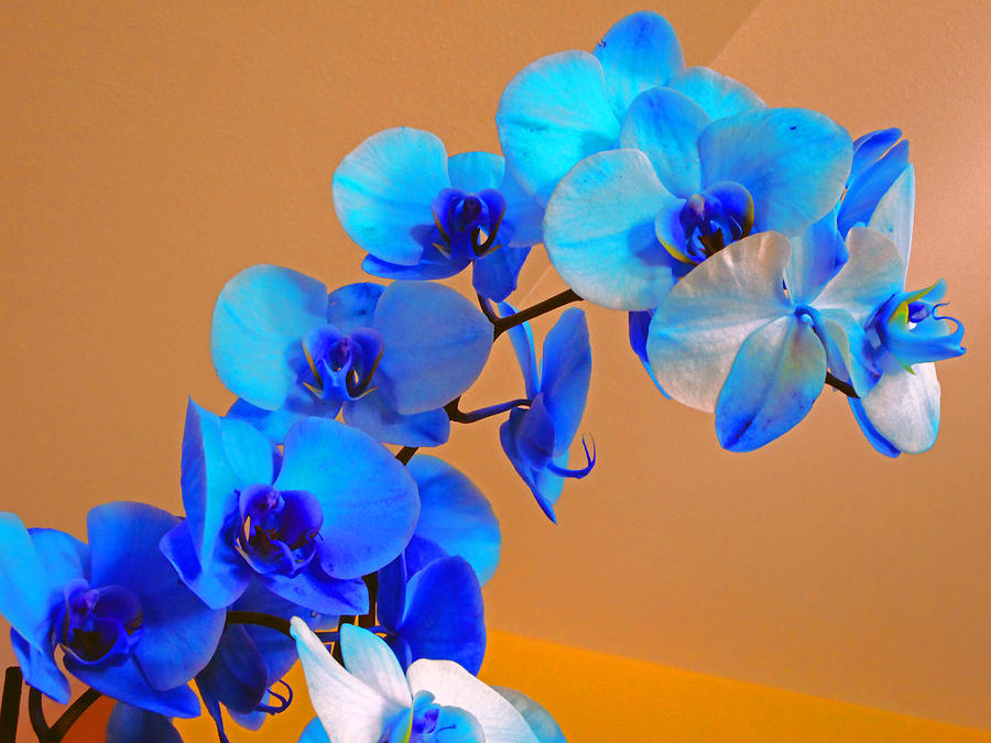 light blue orchids