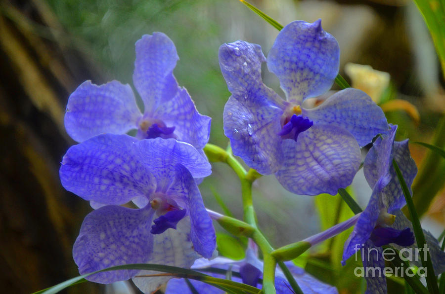Blue Orchids Photograph by Frank Larkin