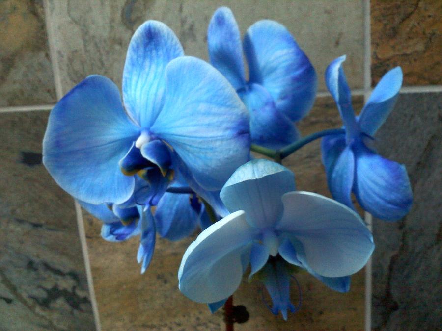 Blue Orchids Photograph by Gerry Smith