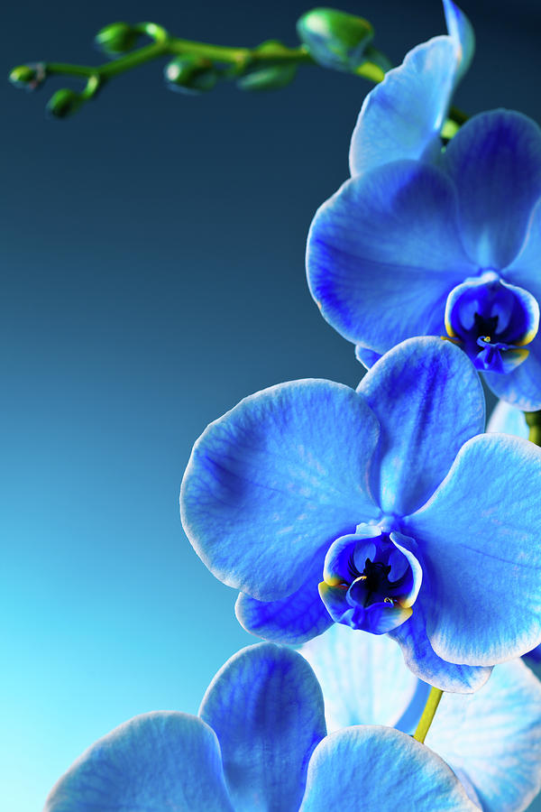 Blue  Orchids Photograph by Neoblues