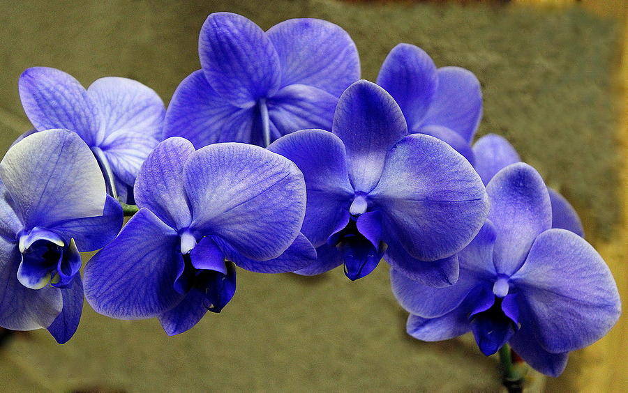 blue and purple orchids