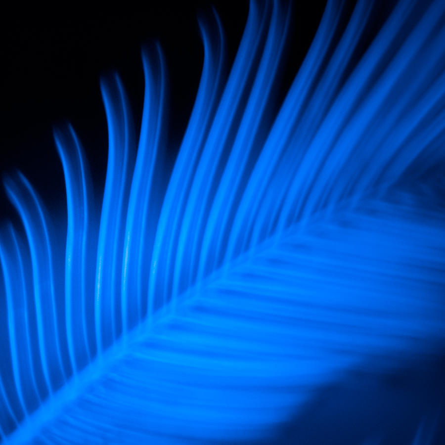 Blue Palm Photograph by Darryl Dalton