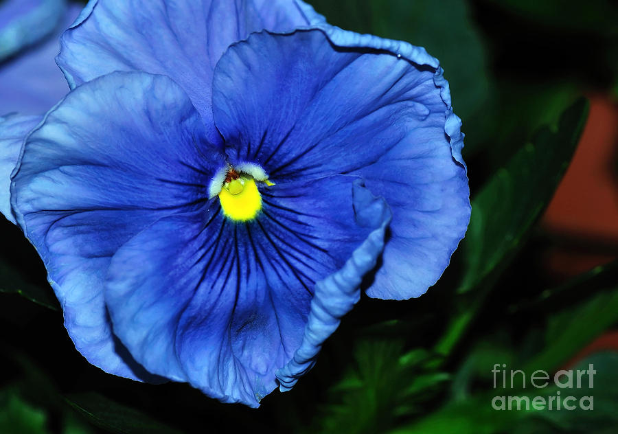 Blue Pansy Photograph - Blue Pansy by Kaye Menner