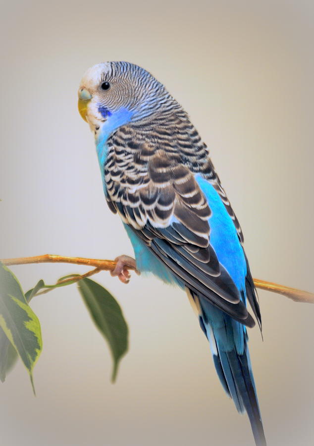 Blue Parakeet Photograph by Nathan Abbott