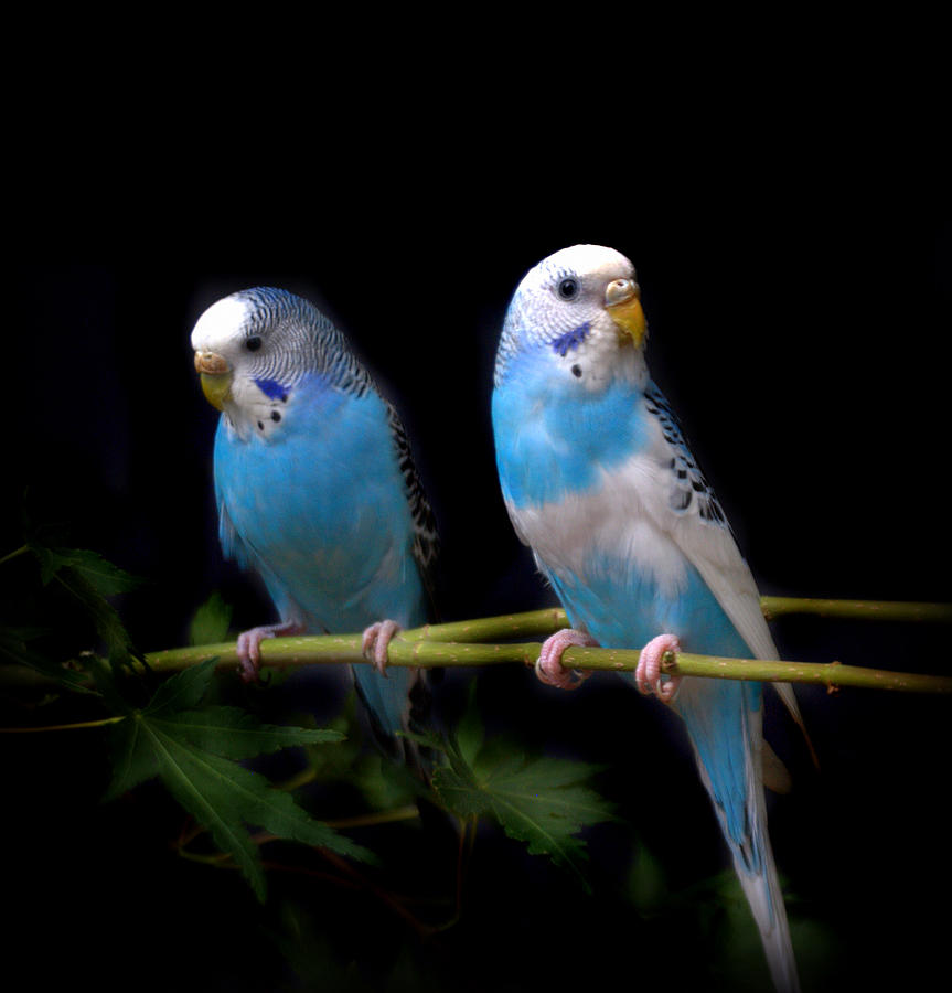 Blue Parakeets Photograph by Nathan Abbott