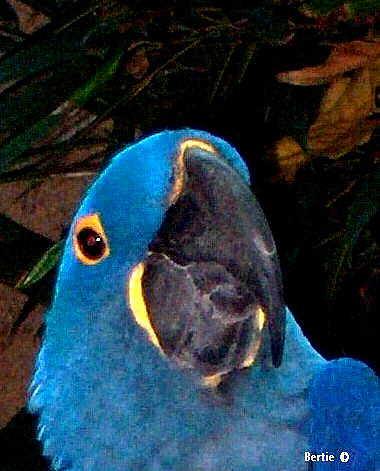 Blue Parrot Photograph by Bertie Edwards