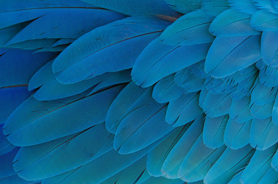 Blue Parrot Feathers by Cora Rosenhaft