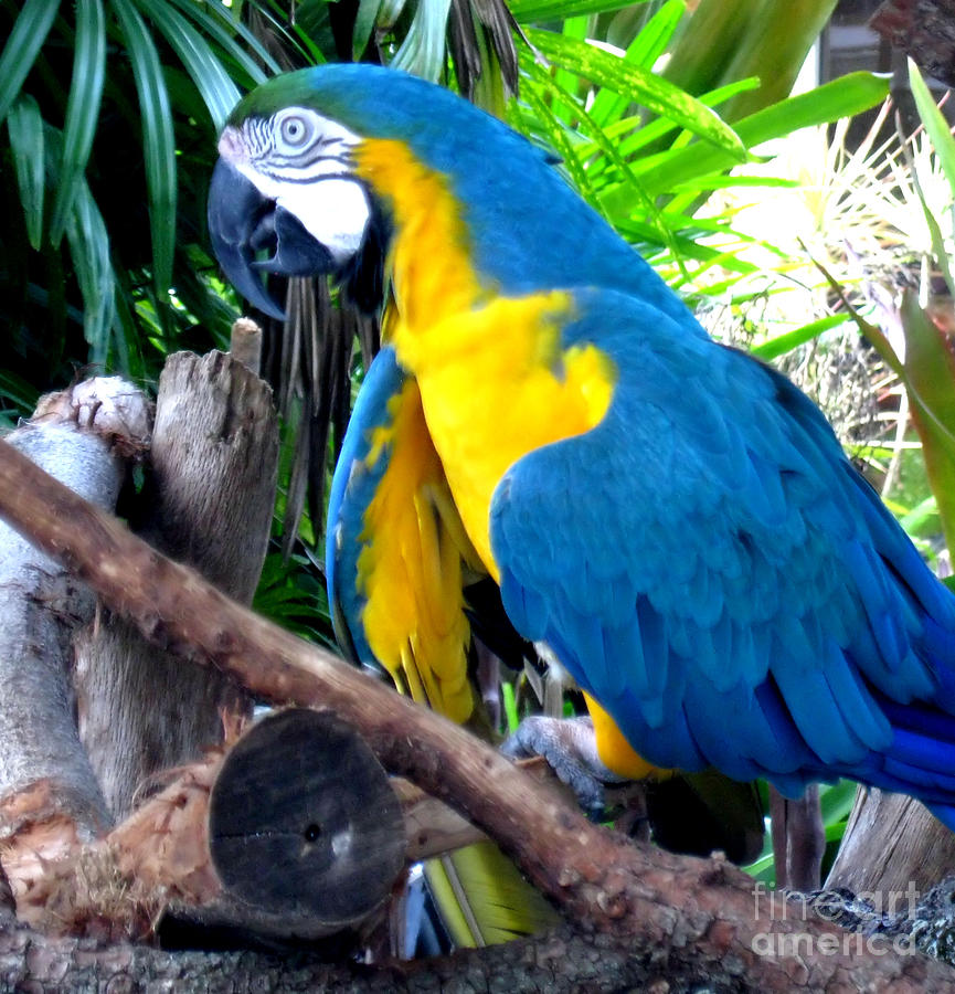 Blue Parrot Image Photograph by Oksana Semenchenko