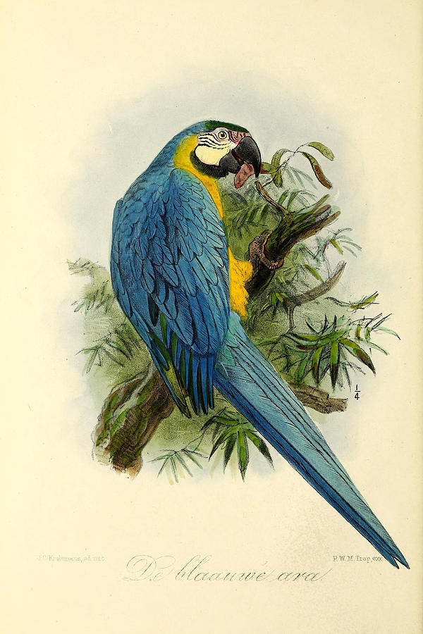 John James Audubon Painting - Blue Parrot by Dreyer Wildlife Print Collections 
