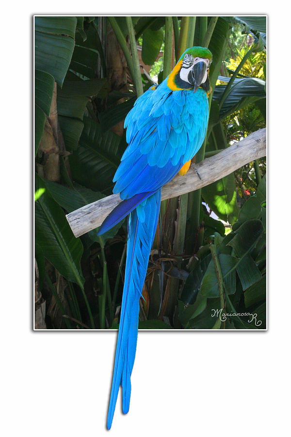 Blue Parrot Photograph by Mariarosa Rockefeller