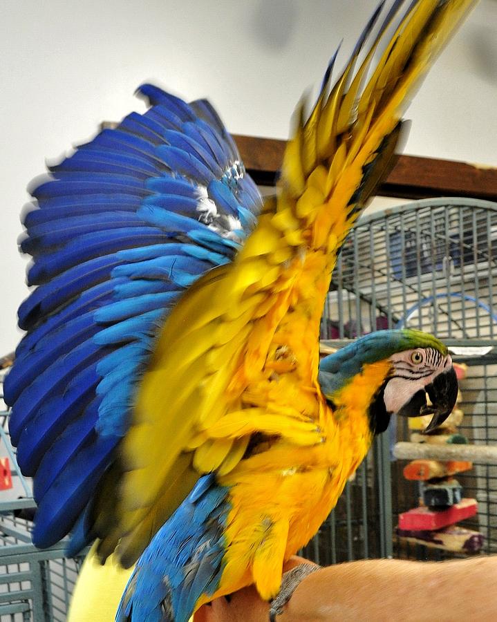 Blue and Yellow Wingspread Photograph by Kim Bemis