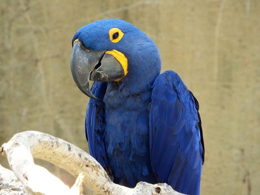 Blue Parrot With Yellow Eyes Photograph by Bob Dashman