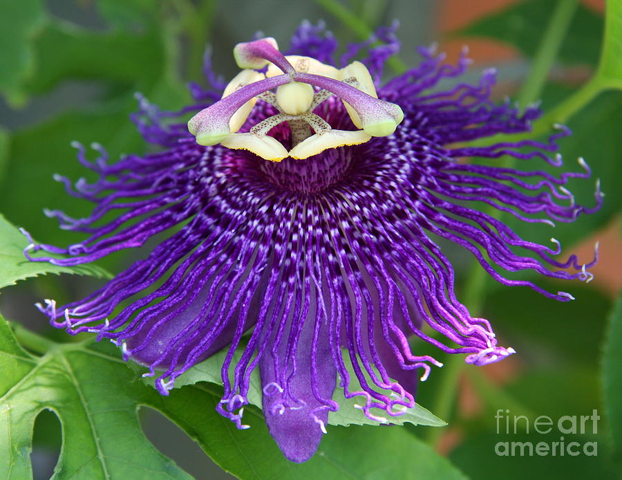 Nature Photograph - Blue Passion Flower by Christiane Schulze Art And Photography