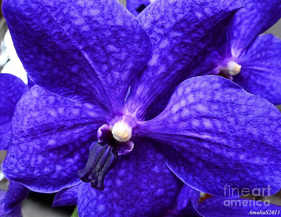 Blue Passion Orchid Photograph by Amalia Suruceanu