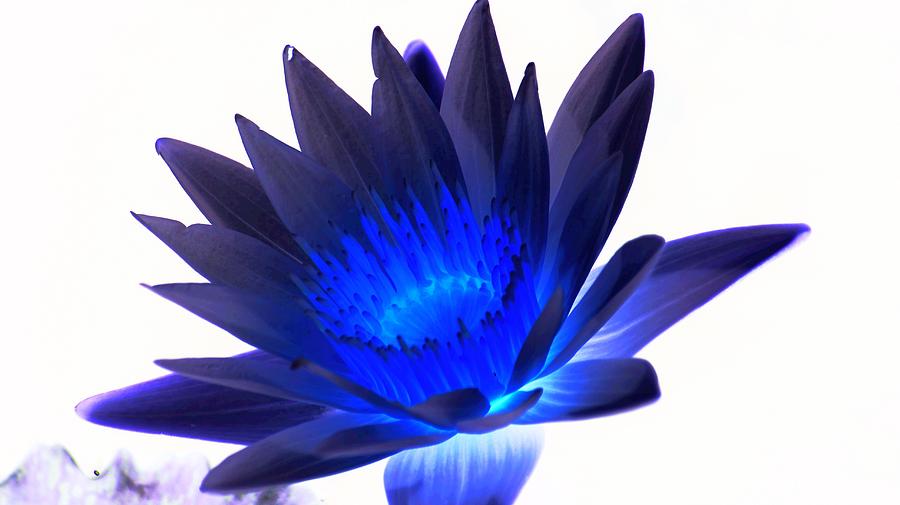 Lily Photograph - Blue Passion by Rob Luzier