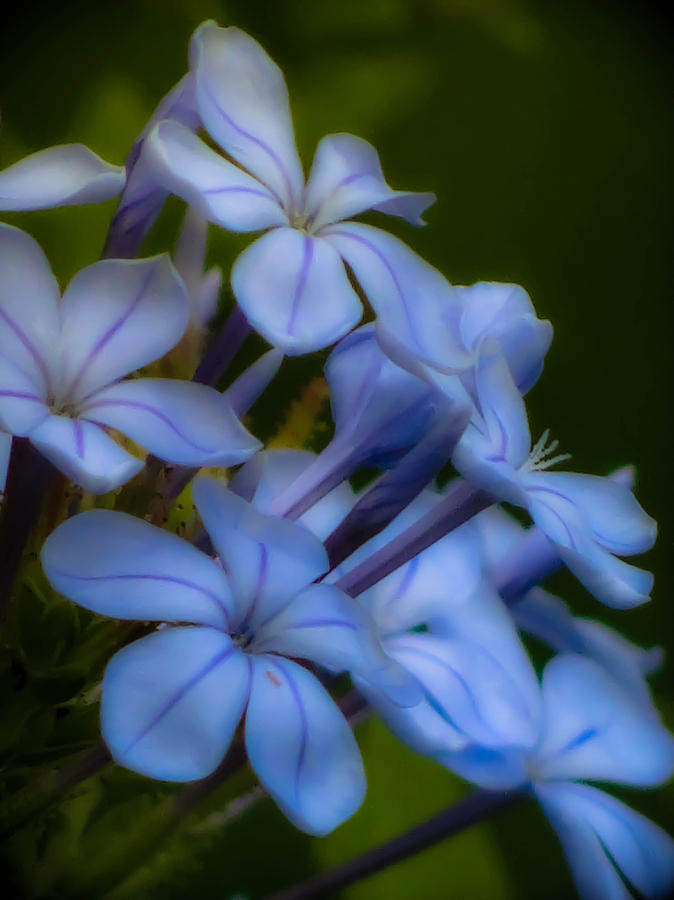 Blue Pastel Photograph by Stacy Michelle Smith