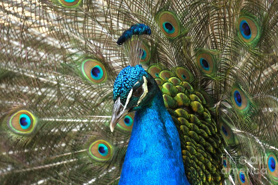 Blue Peacock Closeup Photograph by Adam Jewell