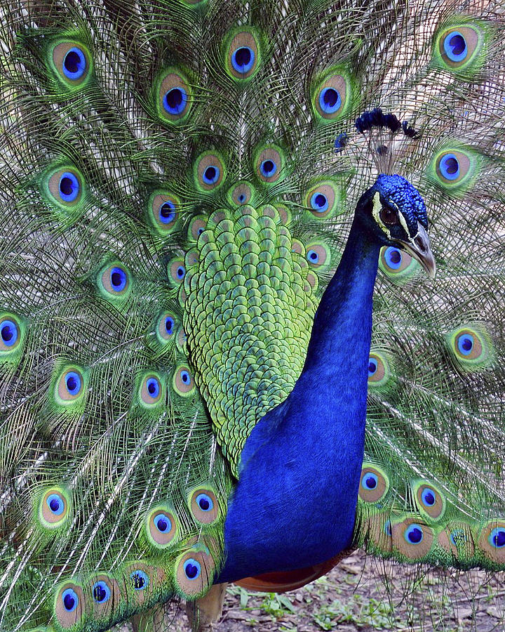 Blue Peacock Photograph by Denise Thompson - Fine Art America