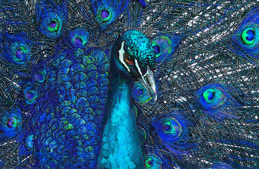 Blue Peacock Digital Art by Jane Schnetlage