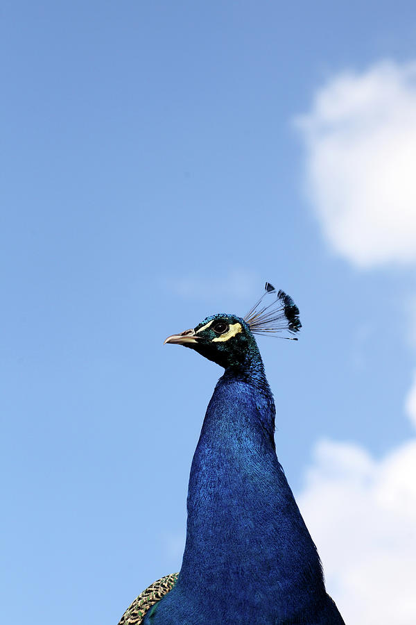 Blue Peacock Photograph by Marcel Ter Bekke